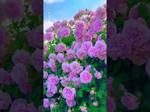 @Flower#Flower#love 🌹🌹🌹 flower #shortsvideo