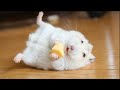Funny Hamsters Videos Funny And Cute Moment Of The Animals 2