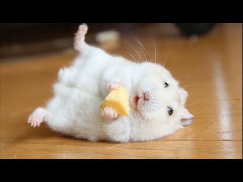Vidéos drôles de hamsters | moments drôles et mignons des animaux