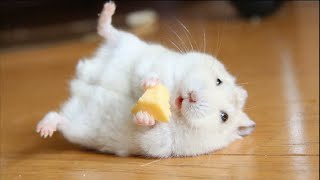 Vidéos drôles de hamsters | moments drôles et mignons des animaux