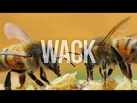 wido - come on stacy