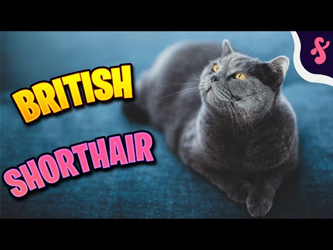 😺Top 10 Facts about British Shorthair Cat | Furry Feline Facts