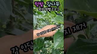 Download lagu How to care for persimmon trees in your garden [2] Do this mp3
