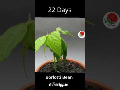 Borlotti bean 51 days growing time lapse