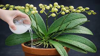 Just Sprinkle This on Top! Orchids with No Flowers Suddenly Bloom