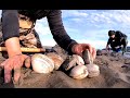 How to Dig for Clams During Low Tide