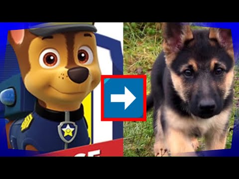 la Pat’Patrouille en vrai ! Noms des personnages #patpatrouille