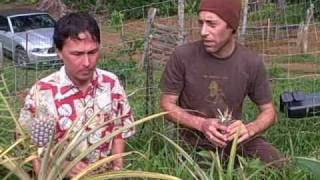 Using a Terrace to Grow Food Down a Steep Hill also How to Grow a Pineapple