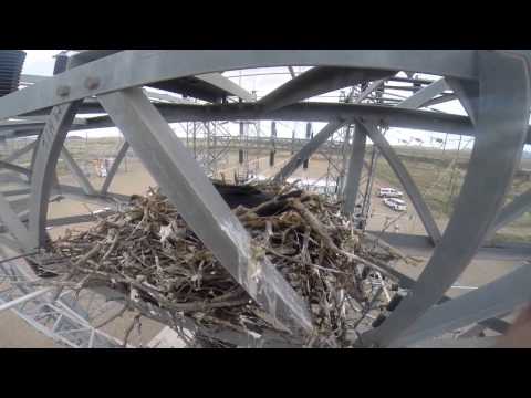 Raven Rescue at Redtail Substation from 40 Feet Above the Ground