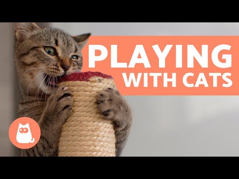 The Best Ways to PLAY with Your CAT 🐱 Toys and Games