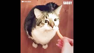 DON'T like animal smells gameplay video by msteinfort, 3:06 duration