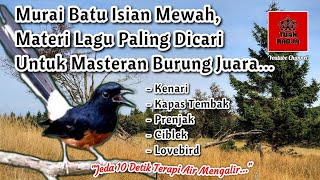 Download lagu Murai batu isian mewah, materi lagu paling dicari untuk masteran burung juara mp3