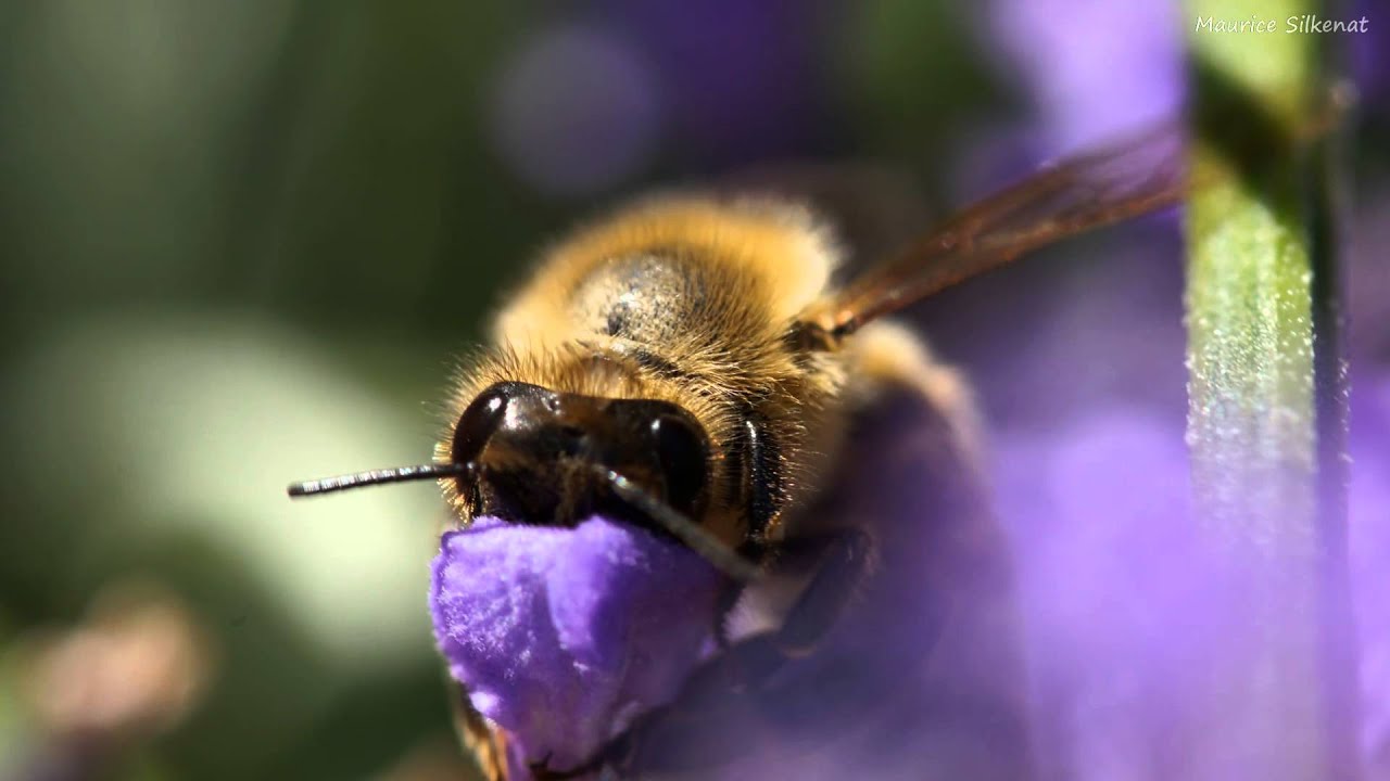 Объектив Sigma AF 105mm f/2.8 EX DG OS HSM Macro Nikon F