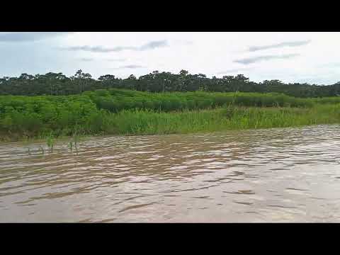 Canutama-Amazonas, chegando da roça.