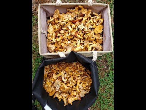 How to Find Fall Mushrooms - Oregon Coast Range Part 2