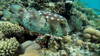 Pyramisa Beach Resort Sahl Hasheesh. Red Sea. Egypt. Часть 3. Снорклинг на внешн