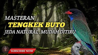 Download lagu 🔴 MASTERAN CENDET TENGKEK BUTO NGALUN PANJANG mp3 Download lagu 🔴 MASTERAN CENDET TENGKEK BUTO NGALUN PANJANG mp3