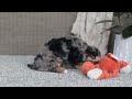Cavapoo dogs for sale: Kayla - Video 1