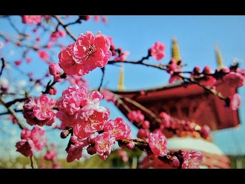 花の香りが絶えない寺　八浄寺