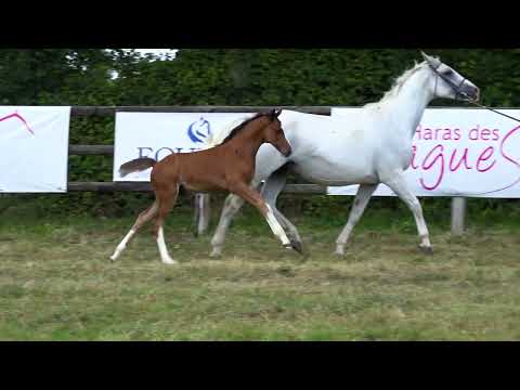 CAPUCCINO DES FLAGUES Z