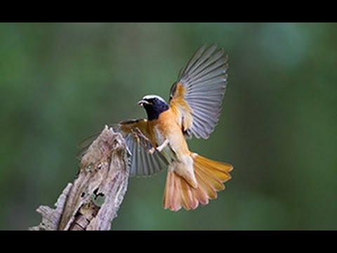 BTO Bird ID - Redstarts