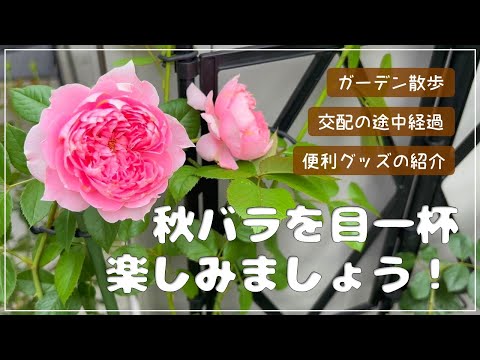 園芸 ヒューゴ神父のバラの茂み、中国の黄色いバラの茂み
