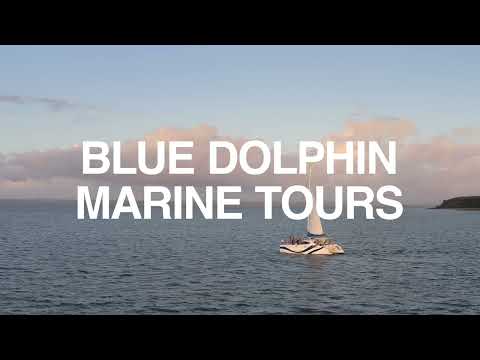 Blue Dolphin Marine Tours