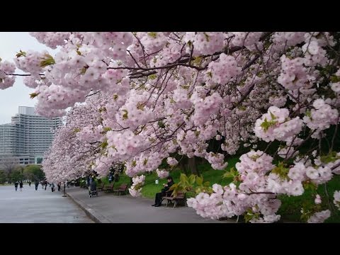 八重桜の名所は東京都内だとどこがオススメ？ | イケてる男子のブレインミルク