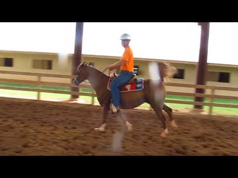 Aliah Laheeba Charlie walk trot canter back