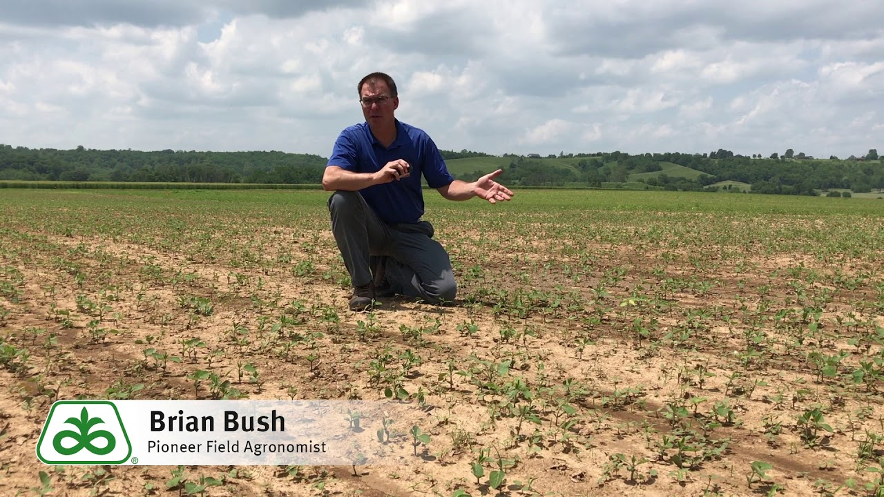 Soybean Stand Evaluation