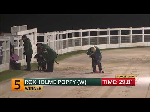 2017 ECC TIMBER PUPPY DERBY - 1ST SEMI - T5 ROXHOLME POPPY