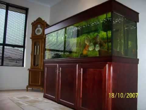 My Family - My Tropical Aquariums. Discus Fish & Baby / Juvenile Discus Fish.