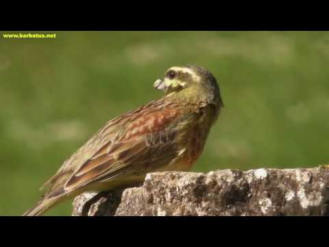Escribano soteño ( Emberiza cirlus ) Cirl Buntin