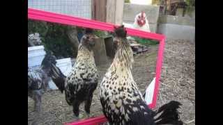 Chickens with a Mirror
