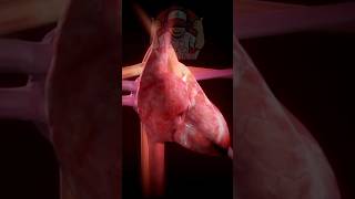 Download lagu Detak Jantung #edukasi #education #hearthealth #shorts mp3