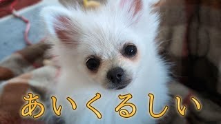 【ポメラニアン】くるみの最近の様子です。