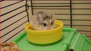 ロボロフスキーハムスターの日常 Roborovski Hamster