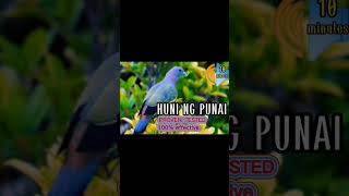 Download lagu PUNAI BIRD SOUNDS | TRERON VERNANS | FAMILY COLUMBIDAE #huntsman_ph mp3