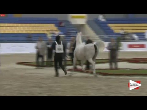 N.144 AJ CASANDRA - Sharjah 2016 - 7+ year old Mares (Class 8)
