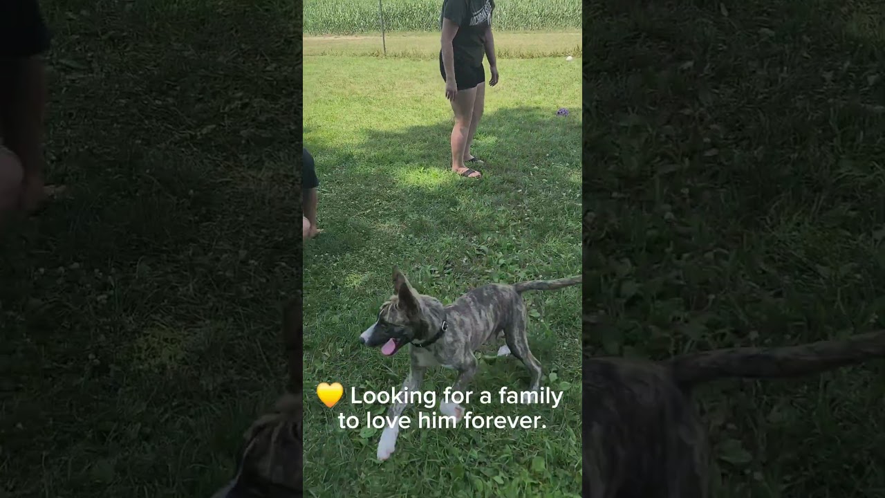 Jersey, a ADOPTABLE mixed breed in Quincy, MI video 6/6