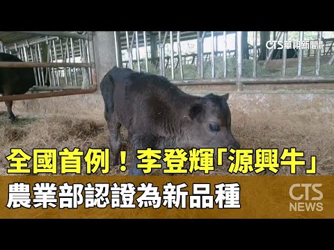 全國首例　！李登輝「源興牛」　農業部認證為新品種