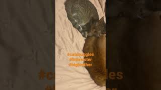 Cat snuggles #shorts #viral #short #youtubeshorts  #shortsvideo #like #live #cat #subscribe #love by Puffin Pete