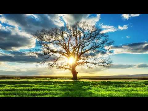 Enosis - Song of the Tree
