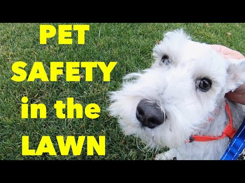 YouTube video about: How long after fertilizing lawn is it safe for pets?