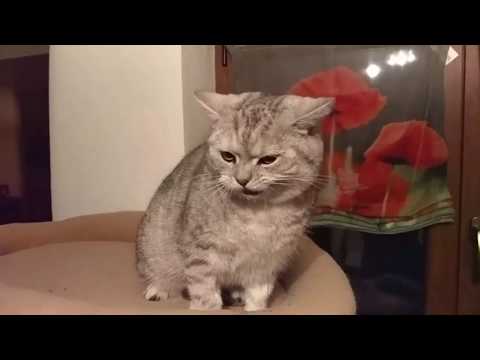 Cats having epilepsy / Seizure . collection videos , part 2