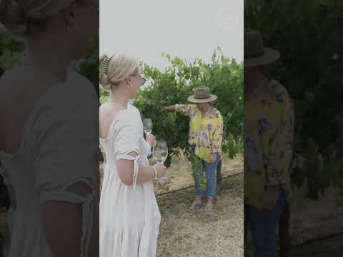 SummerVines: Taranga Terroir Tour