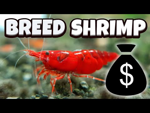 image-How do shrimp have babies?