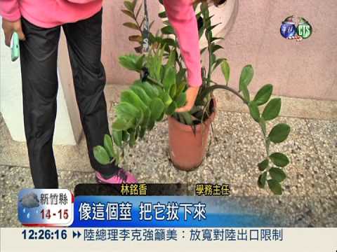 貪玩互抹金錢樹葉 少年嘴麻刺痛