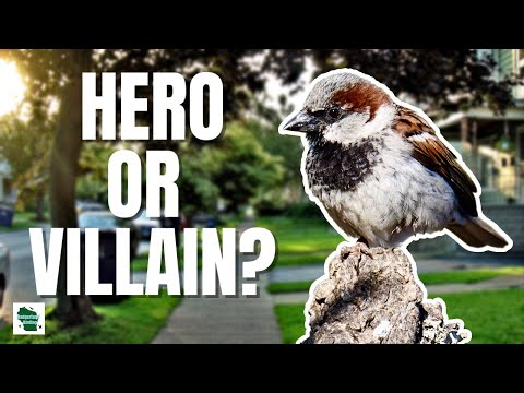 The UGLY Truth About House Sparrows