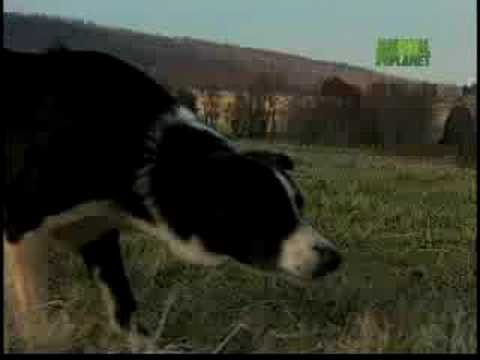 Breed All About It - Border Collie